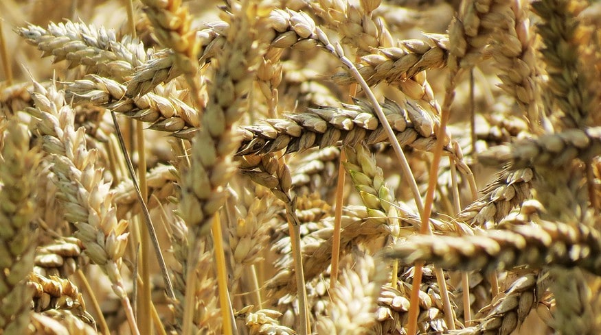 Sowings of spring crops in the Smolensk region reached 164 thousand hectares