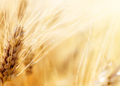 Australian scientist discovered gene sequence that would help fight leaf rust