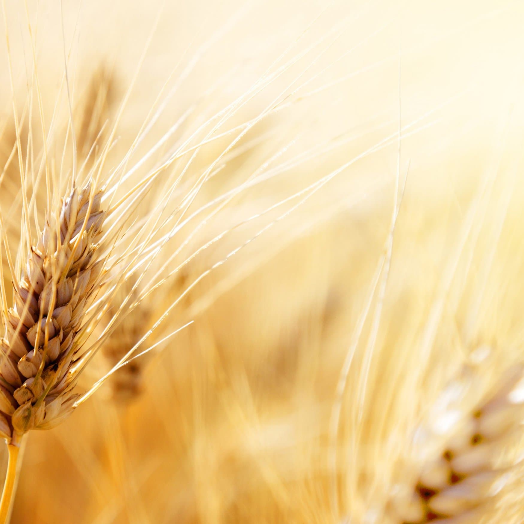 Australian scientist discovered gene sequence that would help fight leaf rust