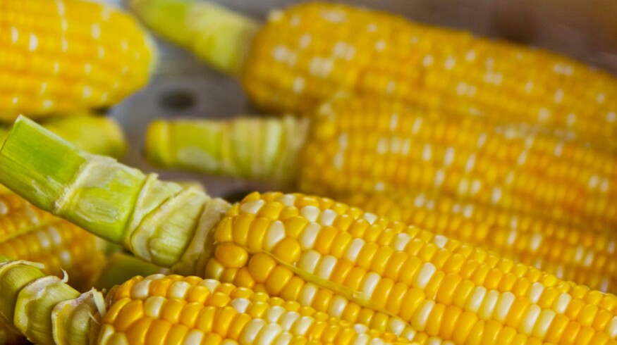 Corn production in the European Union may collapse due to the heat