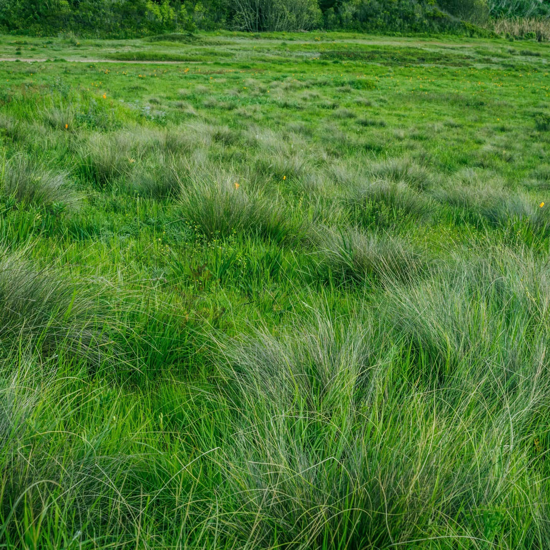 Fasco’s peat bog is on fire