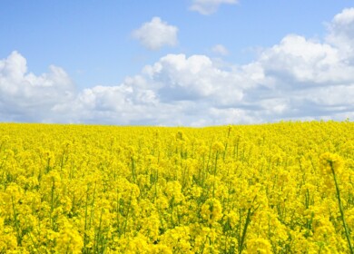 EkoNiva will triple winter rapeseed