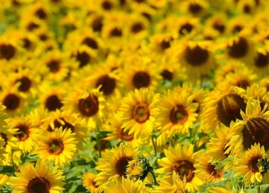 Russia may ban seed imports from US and EU