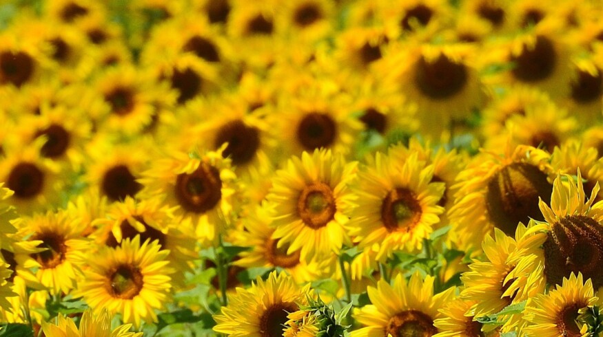 Russia may ban seed imports from US and EU