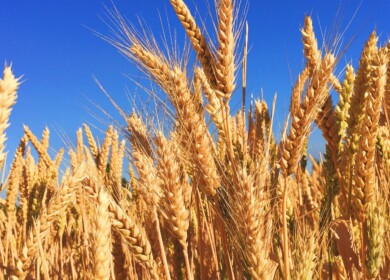 Agroholding “Step” utilizes 3D modeling in the sowing campaign