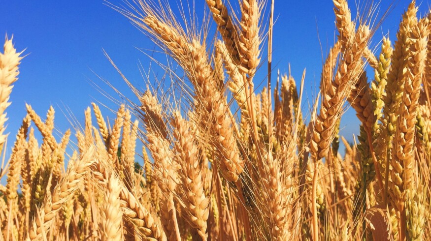 Agroholding “Step” utilizes 3D modeling in the sowing campaign