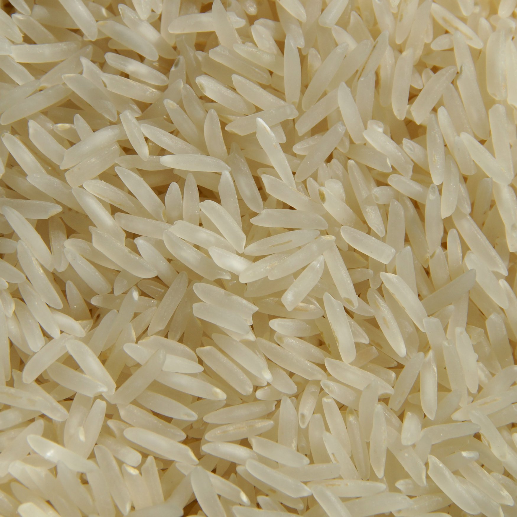 Rice crops in Crimea will be expanded
