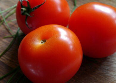 TyumenAgro will expand the cultivation of tomatoes