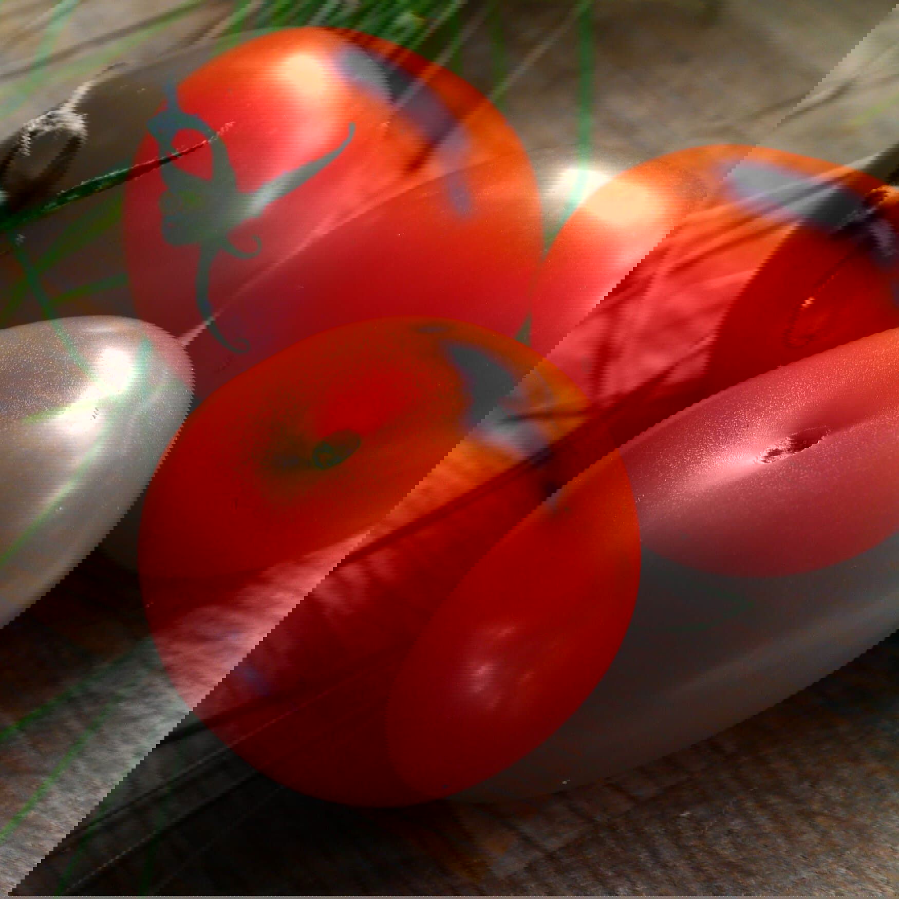 TyumenAgro will expand the cultivation of tomatoes