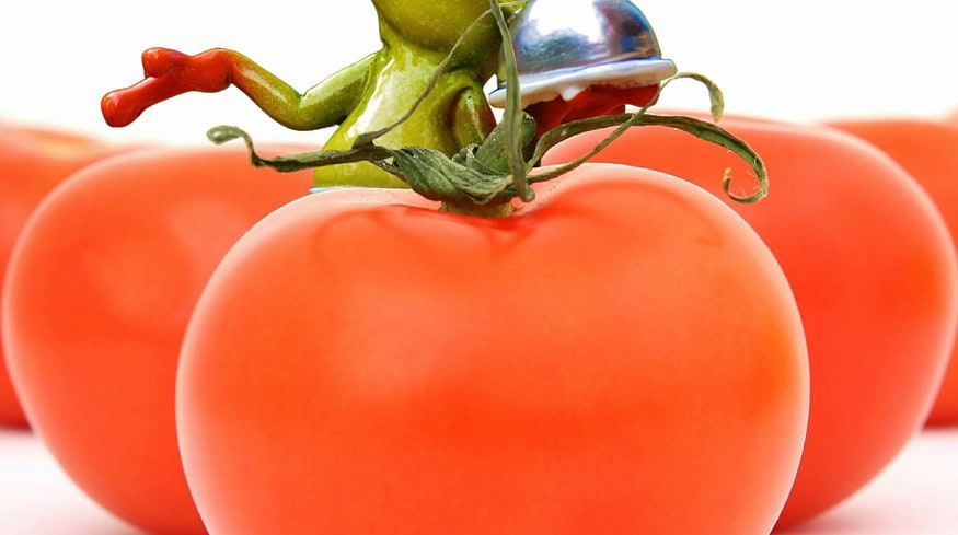 New greenhouse complex will be created in Bashkortostan