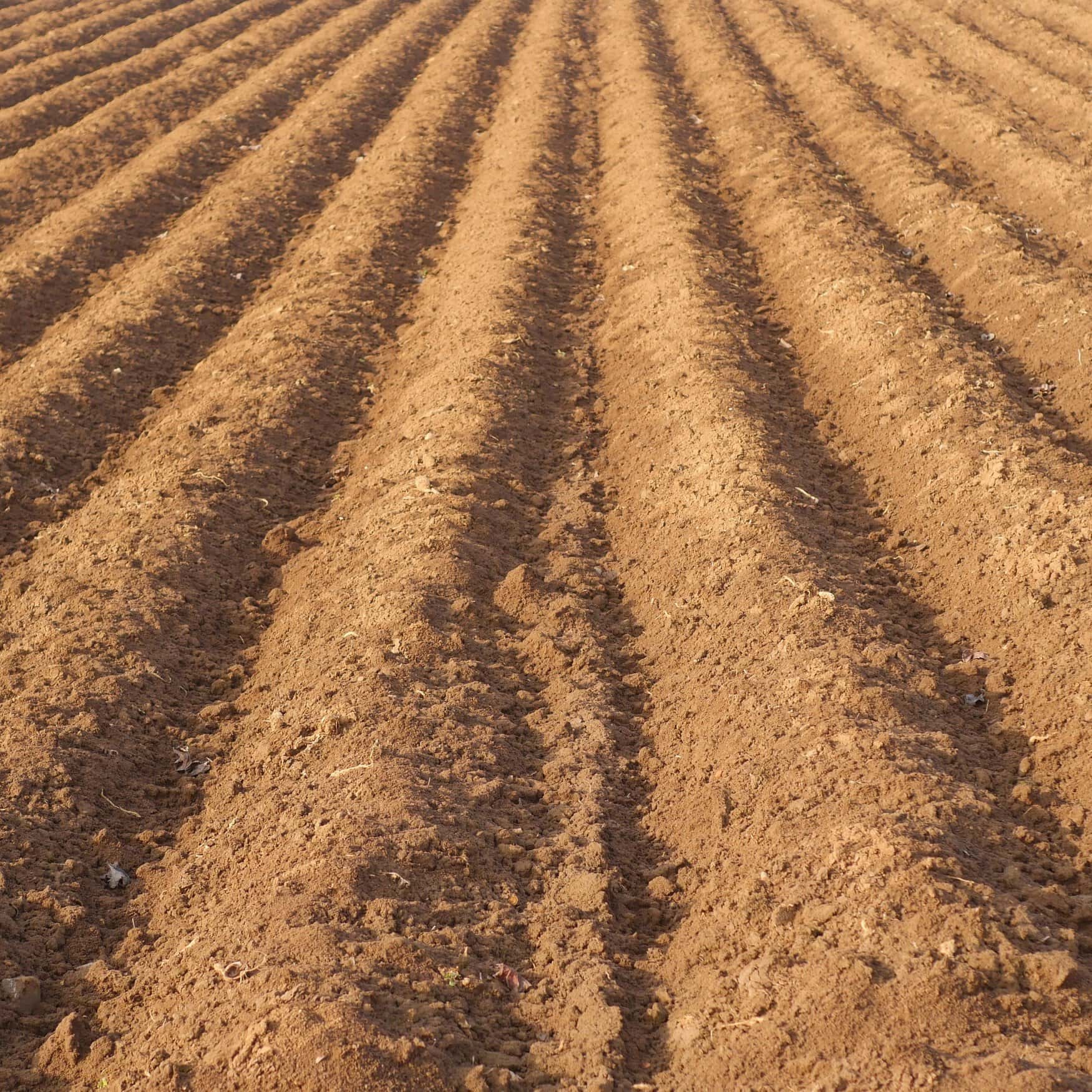 Farmers of the Kaliningrad region expect fertilizer prices increase