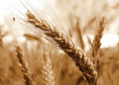 Stoylenskaya Niva began expansion into the Orenburg region