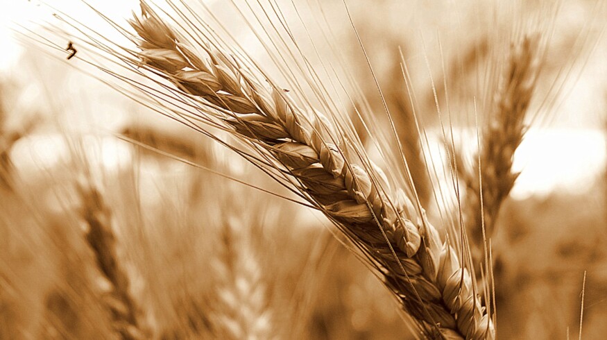 Stoylenskaya Niva began expansion into the Orenburg region