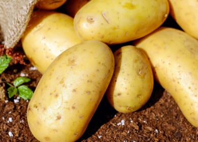 Russian scientists created a non-toxic agent to protect potatoes