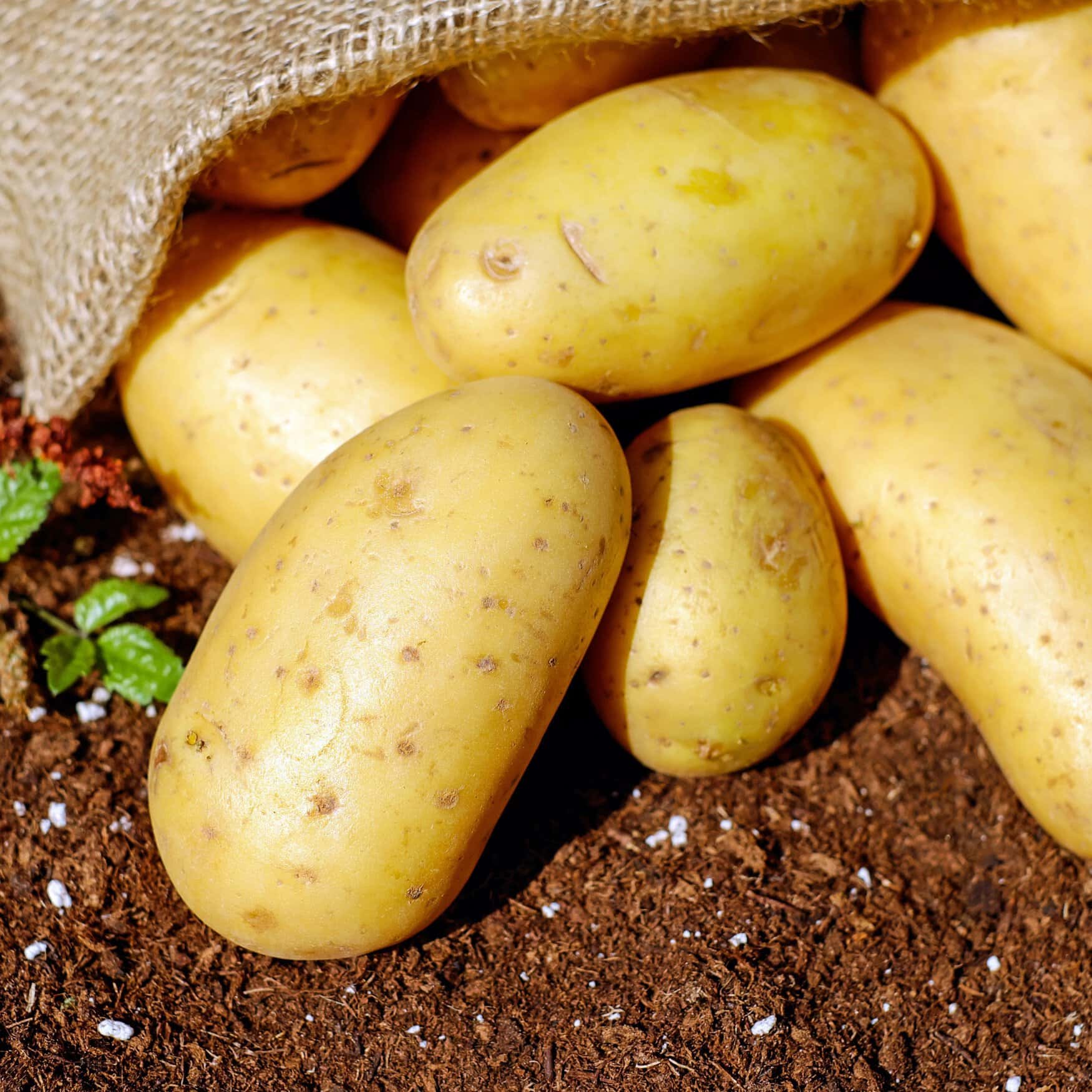 Russian scientists created a non-toxic agent to protect potatoes