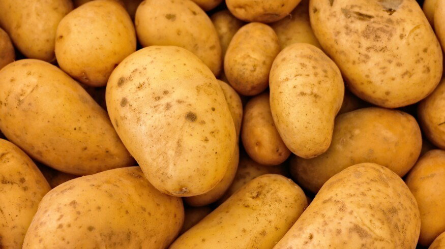 Russia within three years may reach self-sufficiency in potato seeds