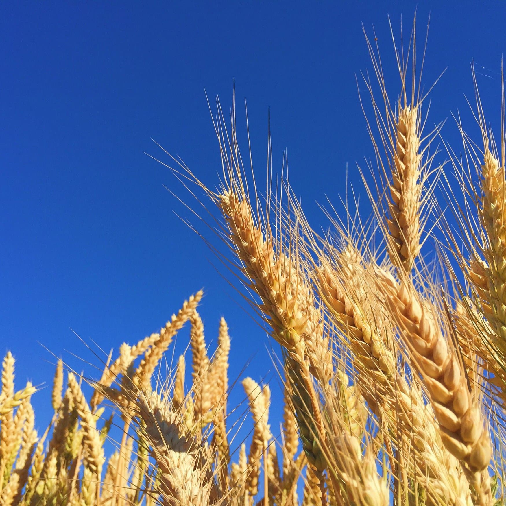 Crops of wheat and barley may be reduced in Ukraine