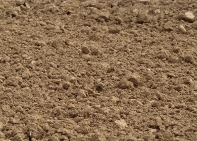 Winter crops are being planted in the Rostov region