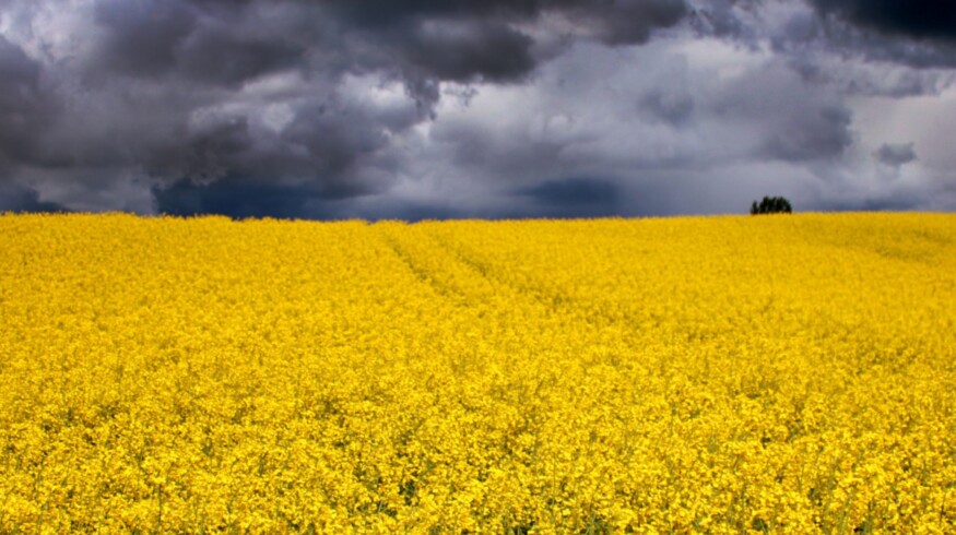 Germany may increase the rapeseed crops by 5%