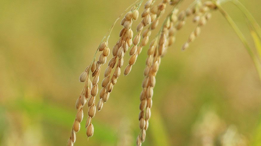Global rice harvest may decline