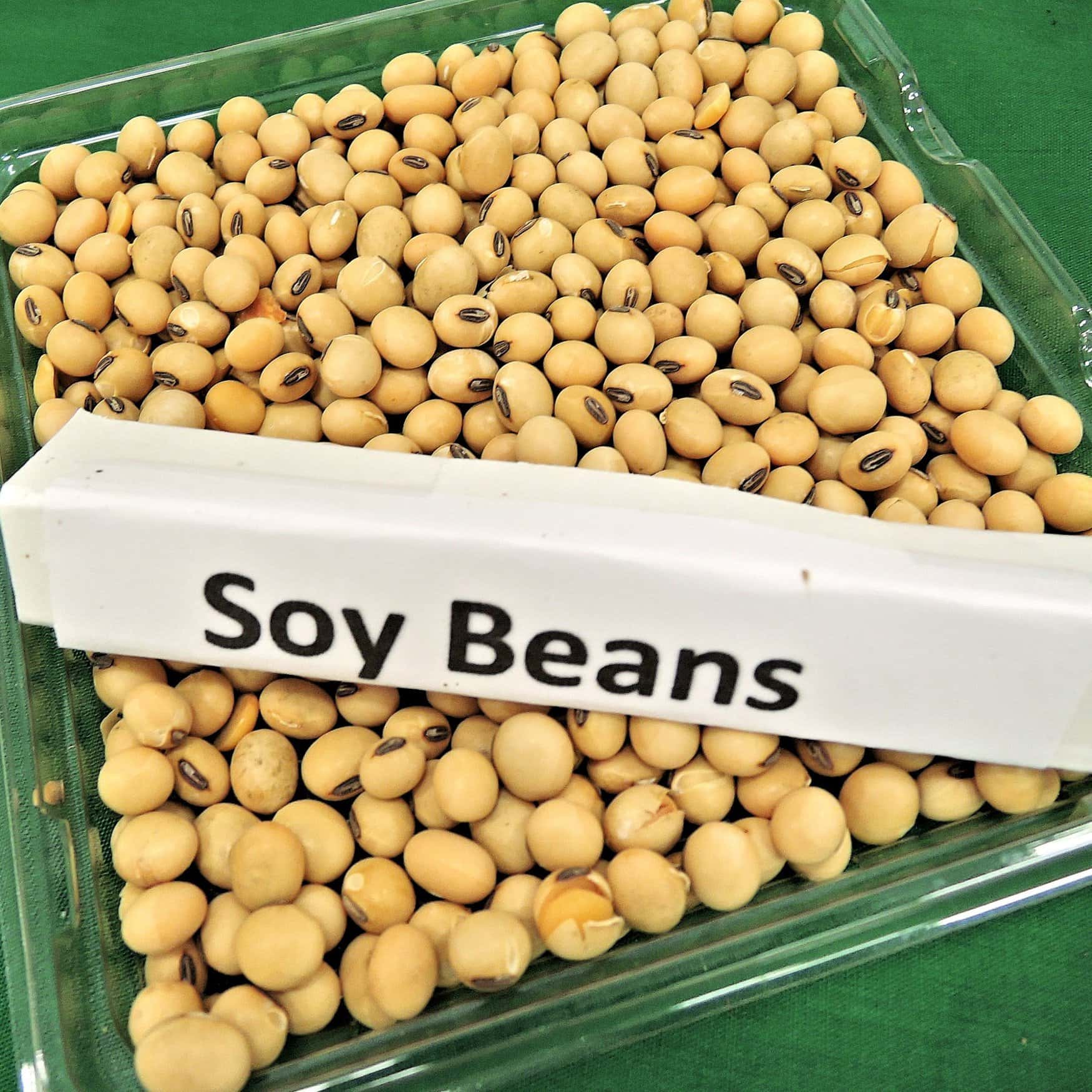 The global soybean crop may increase slightly