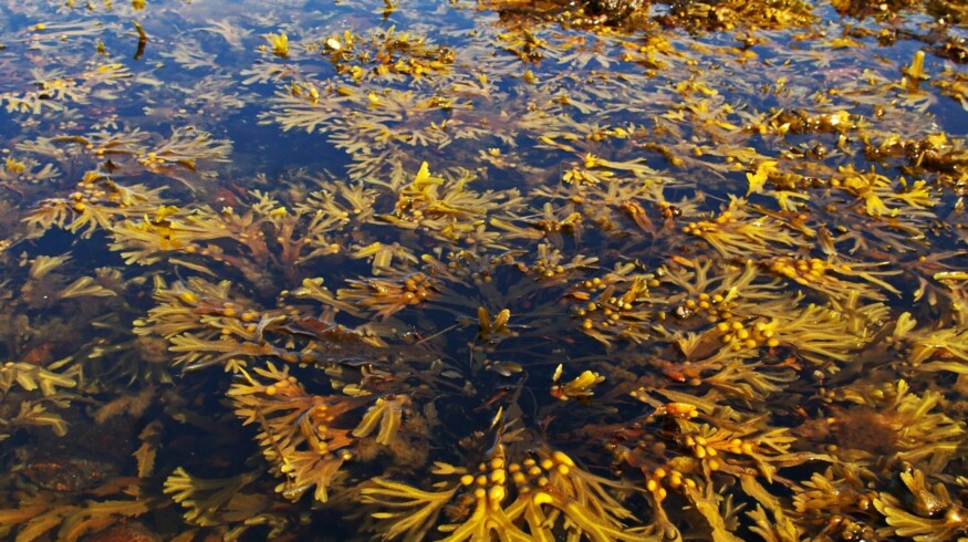 Russian scientists created algal fertilizer
