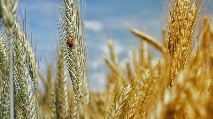 Russia may reduce wheat crops area by 0.5 million hectares in 2023