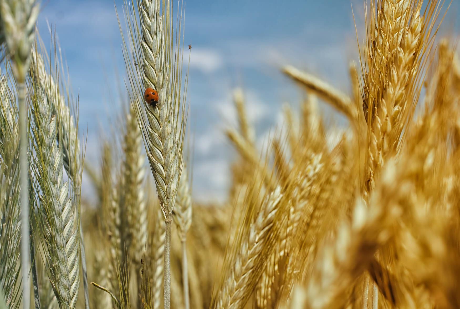 Russia may reduce wheat crops area by 0.5 million hectares in 2023