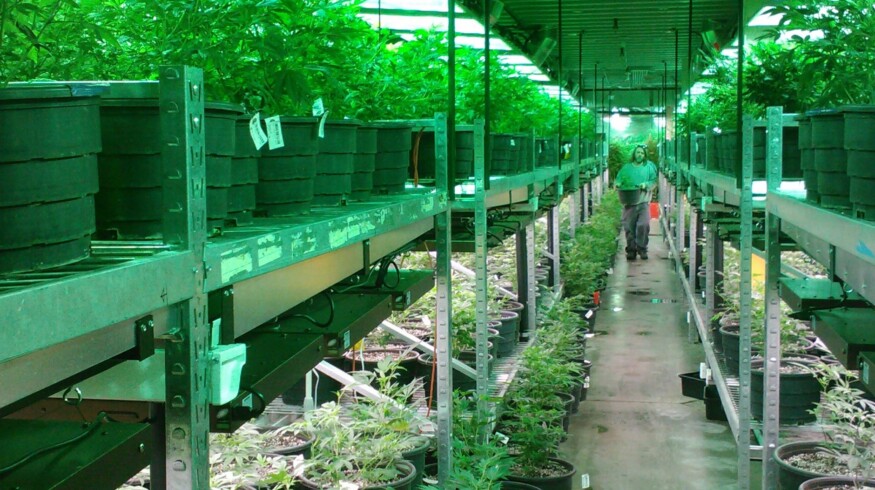 Russian greenhouse industry is changing and consolidating