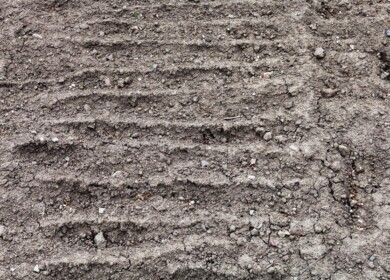 Cultivation area in the Kurgan region will expand by 2.2%