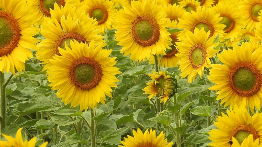 Russia banned imports of Syngenta sunflower seeds