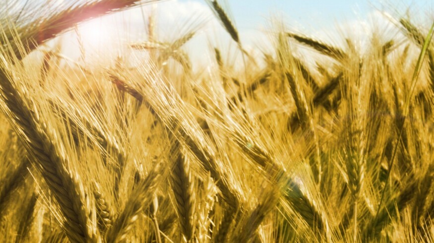 Purchases of fertilizers in Russia grew by 16% in 2022