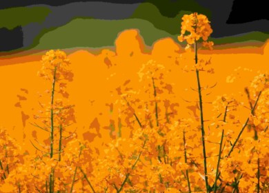 Shell plans to develop oilseed genetics