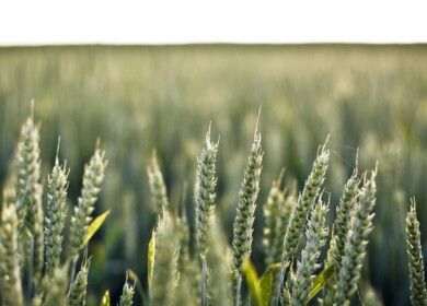 Novosibirsk region will purchase 200 thousand tons of mineral fertilizers in 2023