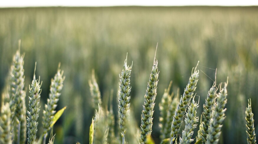 Novosibirsk region will purchase 200 thousand tons of mineral fertilizers in 2023