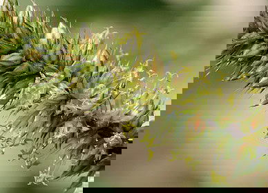 Aggressive superweed attacked the main agricultural states of Brazil