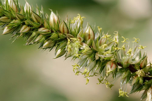 Aggressive superweed attacked the main agricultural states of Brazil