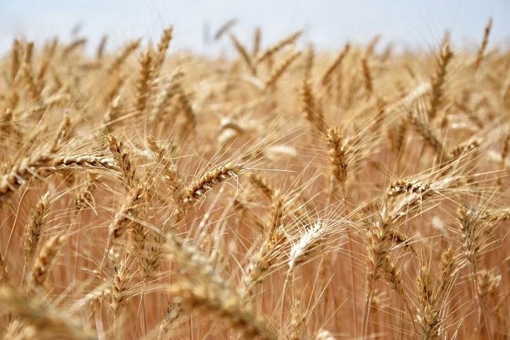 French farmers will increase sowing of wheat and rapeseed