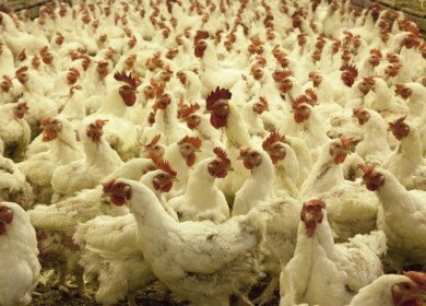 PhosAgro has found an interesting niche for phosphogypsum