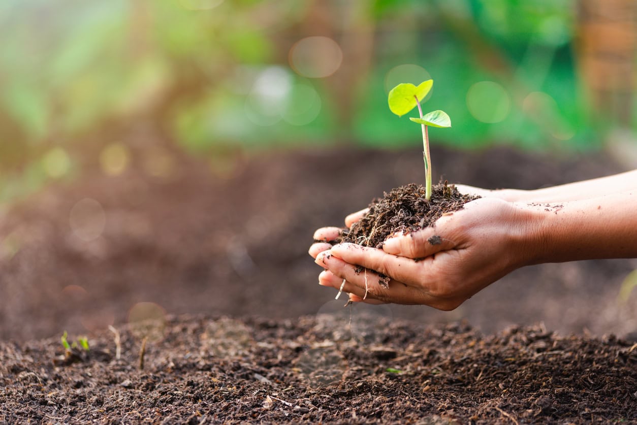 Russian scientists have found the way to improve soil fertility