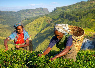 Pesticide companies in Sri Lanka cut prices to support farmers