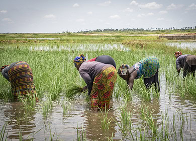 Empowering African Farmers: African Development Bank’s $11.7 Million Boosts Access to Fertilizers
