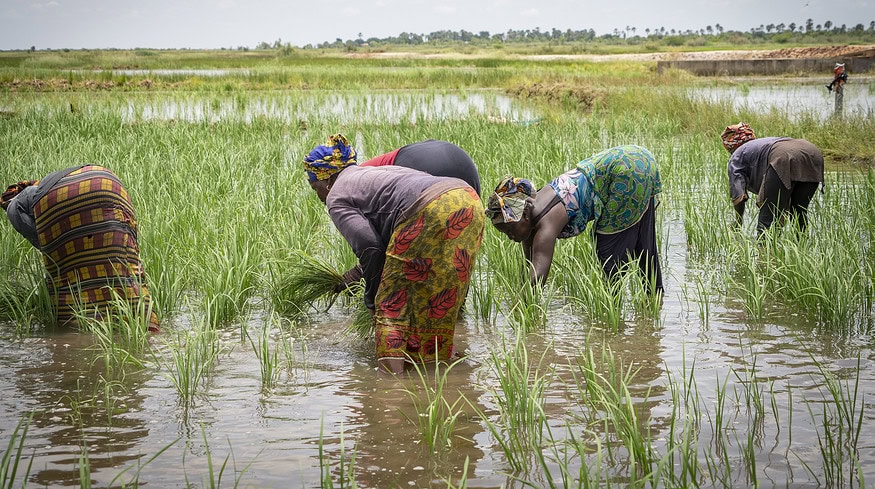 Empowering African Farmers: African Development Bank’s $11.7 Million Boosts Access to Fertilizers