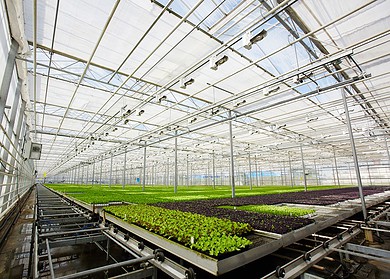 Russian scientists created a new fertilizer for growing plants in the Arctic