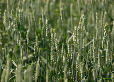 Avgust made a forecast for the agricultural season 2023