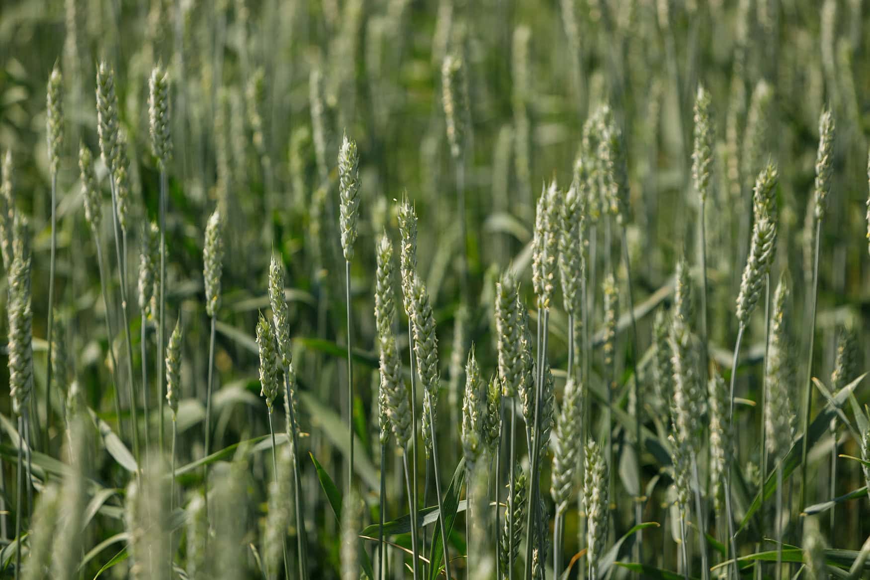 Avgust made a forecast for the agricultural season 2023