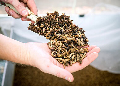 Nutrition Technologies Secures Investment from Bunge Ventures to Revolutionize Insect-based Crop Nutrition