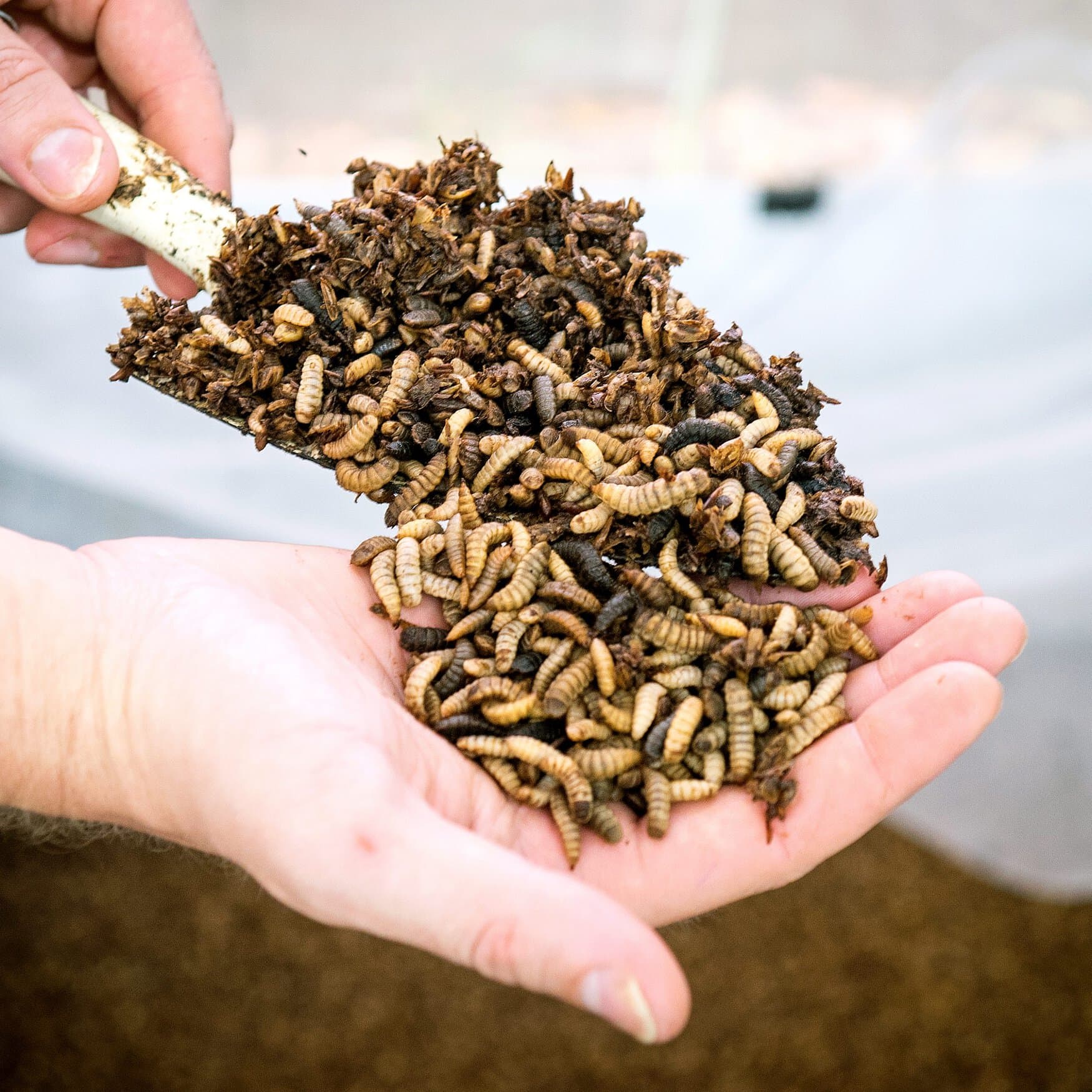 Nutrition Technologies Secures Investment from Bunge Ventures to Revolutionize Insect-based Crop Nutrition