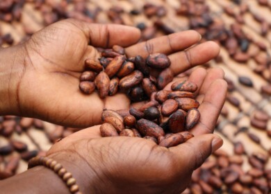 Cocoa Prices Surge as Global Supplies Dwindle Amid Spreding Plant Deceases