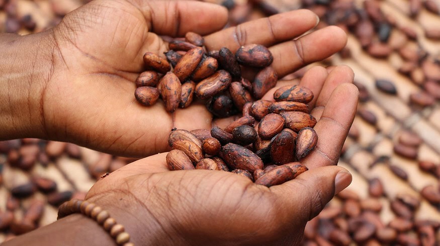 Cocoa Prices Surge as Global Supplies Dwindle Amid Spreding Plant Deceases